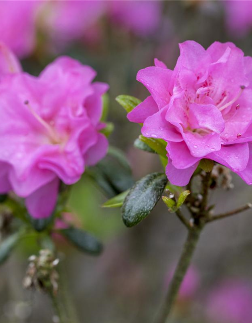 Japanische Azalee 'Rosinetta'®