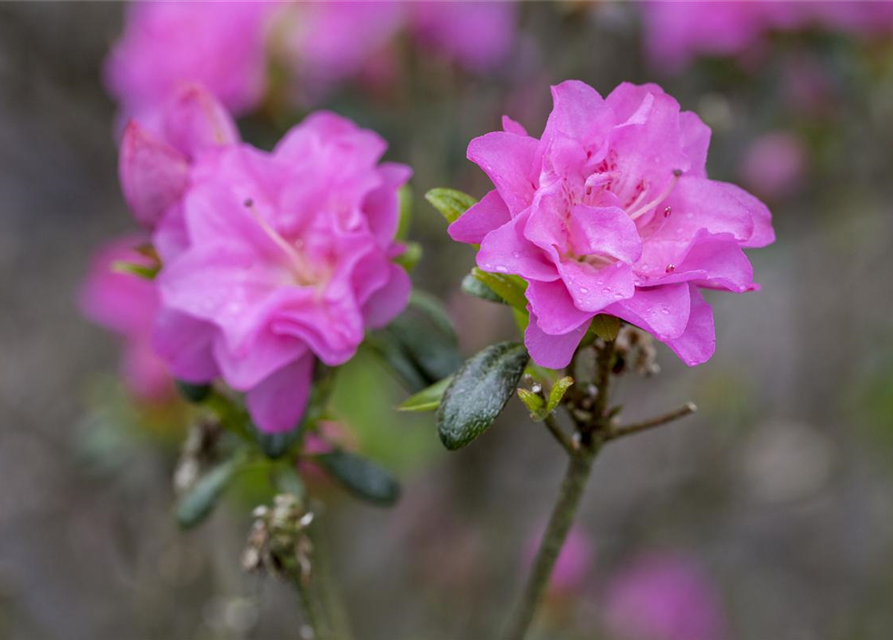 Japanische Azalee 'Rosinetta'®