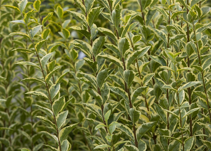 Ligustrum ovalifolium 'Aureum'