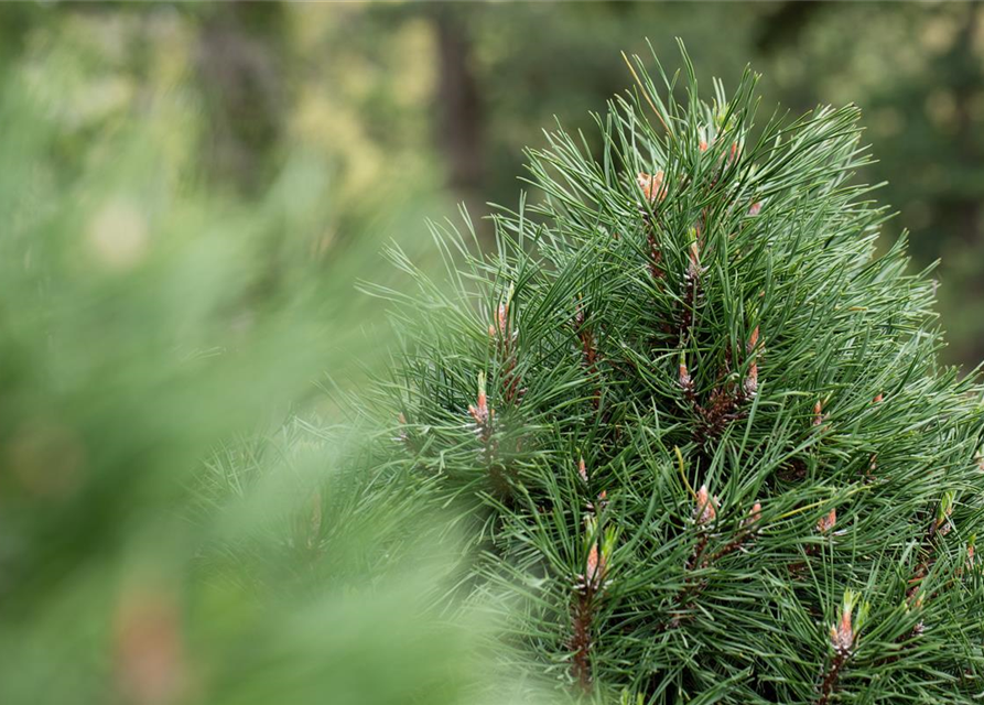 Pinus mugo 'Varella'