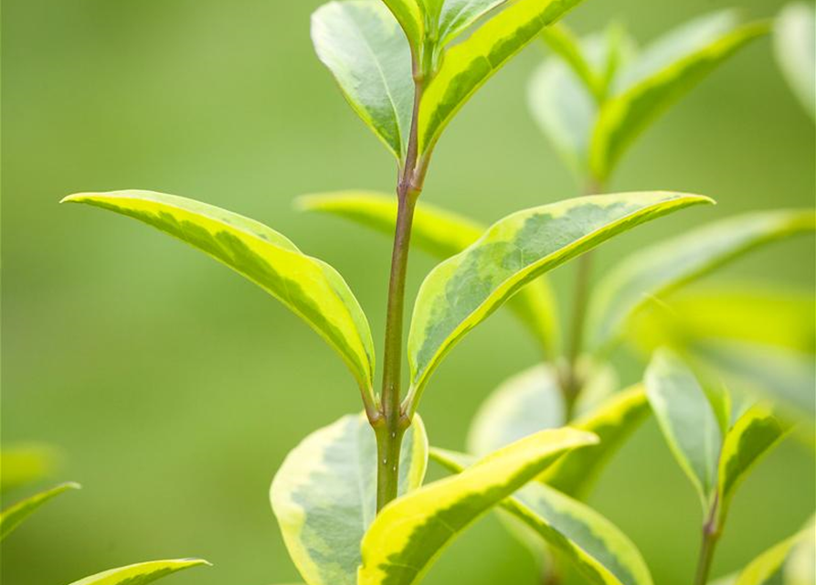 Ligustrum ovalifolium 'Aureum'