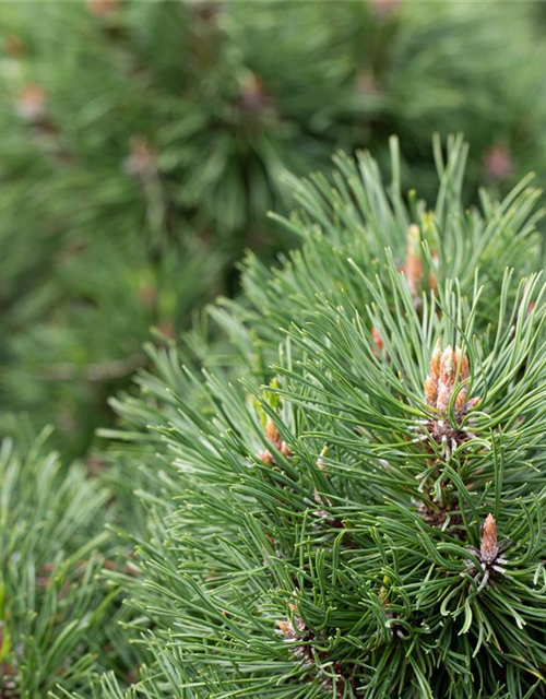 Pinus mugo 'Varella'