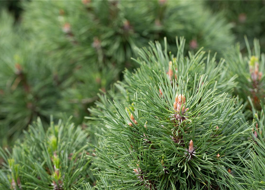 Pinus mugo 'Varella'