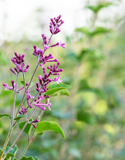 Edelflieder Bloomerang® 'Dark Purple'