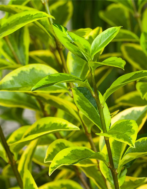 Ligustrum ovalifolium 'Aureum'