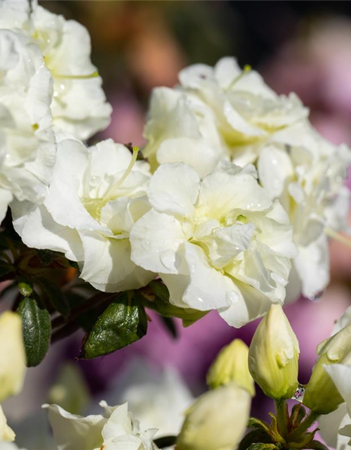 Rhododendron obtusum 'Schneeperle'®