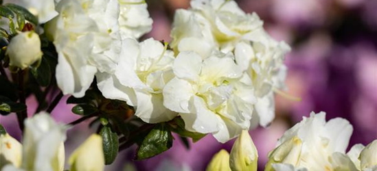 Rhododendron obtusum 'Schneeperle'®