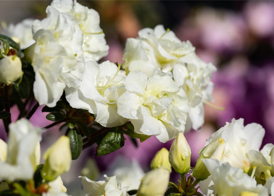 Rhododendron obtusum 'Schneeperle'®