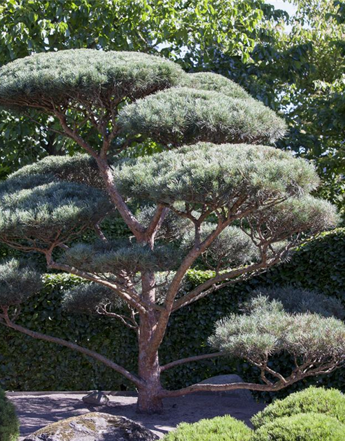 R Pinus sylvestris 'Glauca'