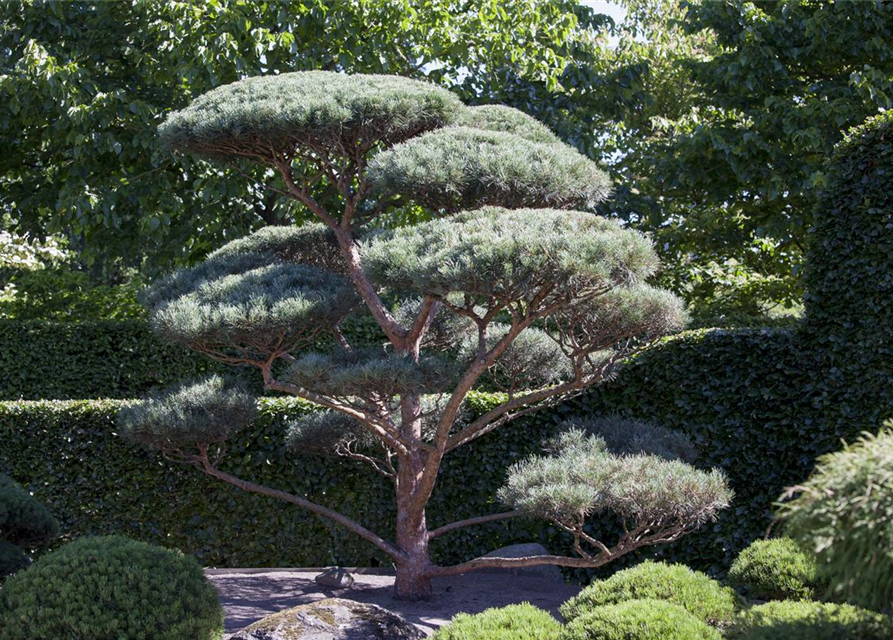 R Pinus sylvestris 'Glauca'