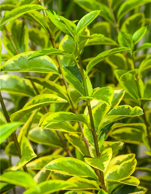 Ligustrum ovalifolium 'Aureum'