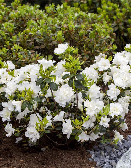 Rhododendron obtusum 'Schneeperle'®