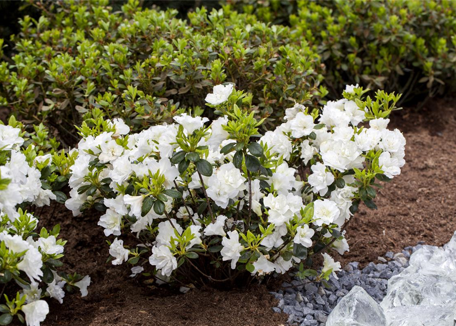 Rhododendron obtusum 'Schneeperle'®