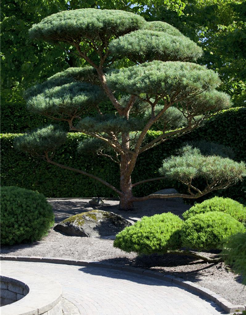 R Pinus sylvestris 'Glauca'