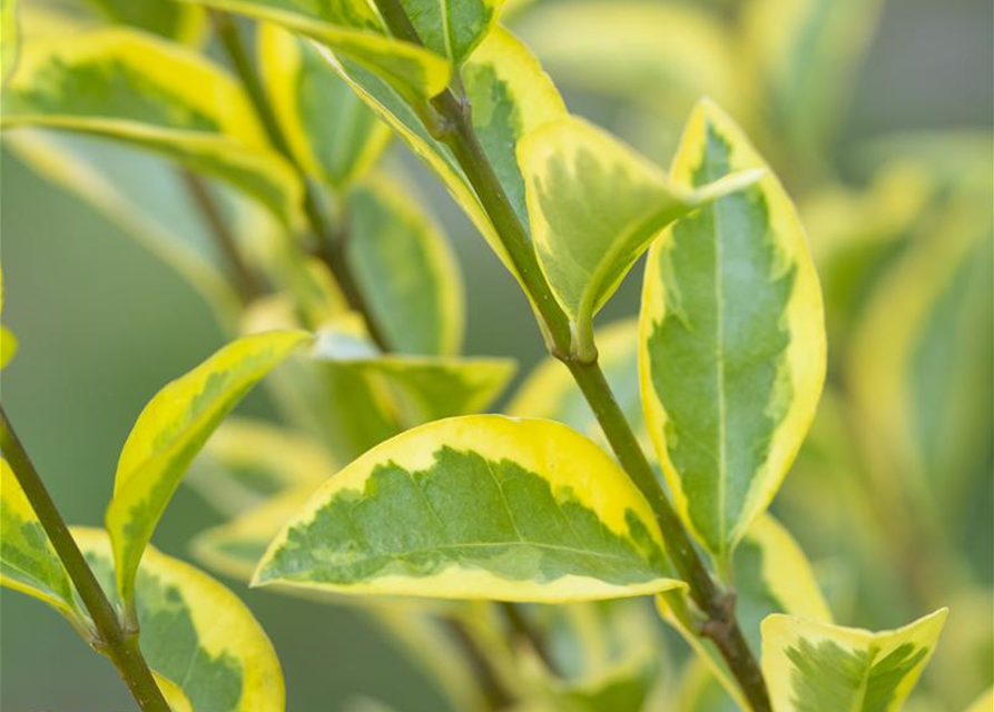 Ligustrum ovalifolium 'Aureum'