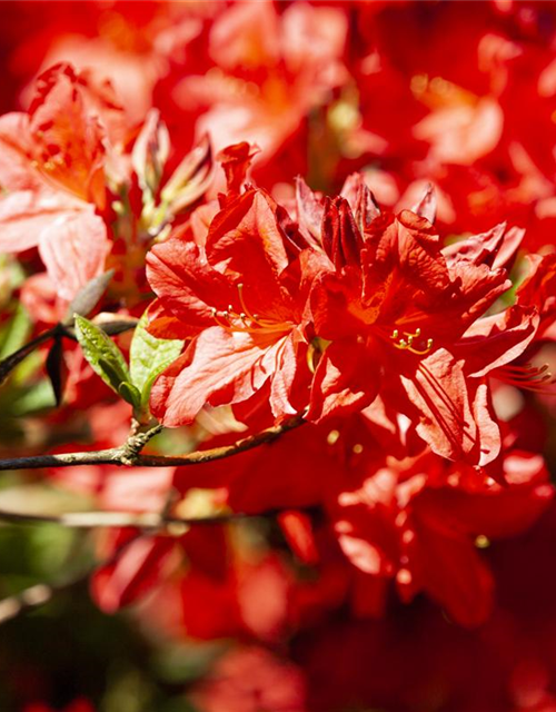 Sommergrüne Azalee 'Fireball'