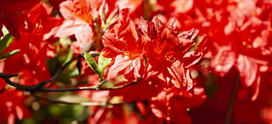 Sommergrüne Azalee 'Fireball'