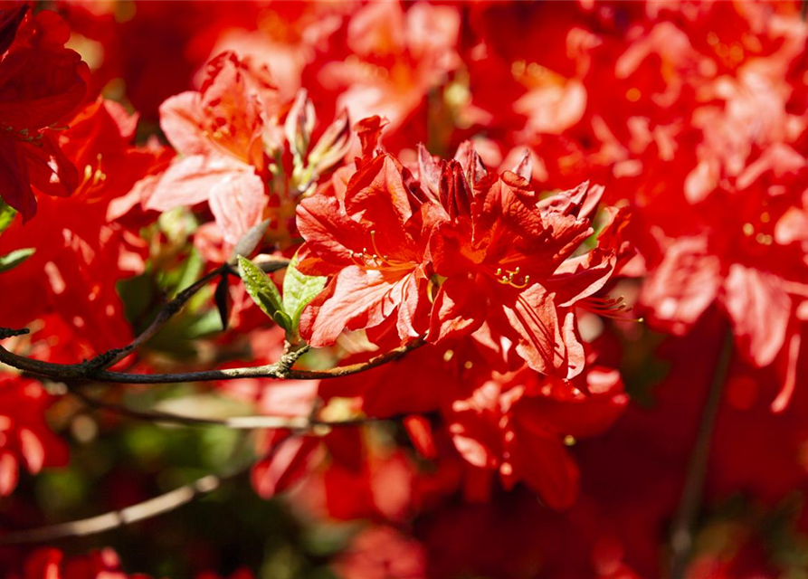 Sommergrüne Azalee 'Fireball'