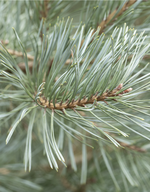 R Pinus sylvestris 'Glauca'