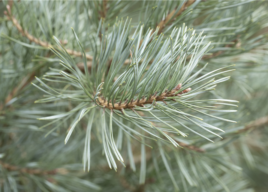 R Pinus sylvestris 'Glauca'