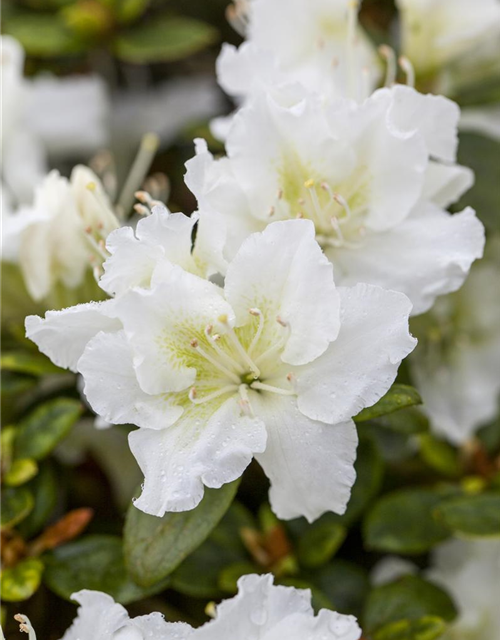 Rhododendron obtusum 'Schneeperle'®