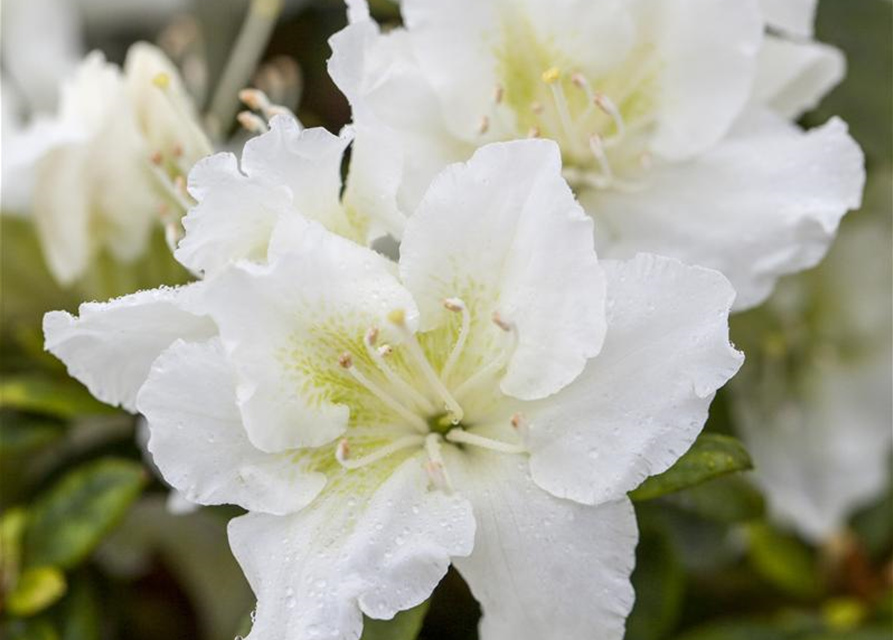 Rhododendron obtusum 'Schneeperle'®