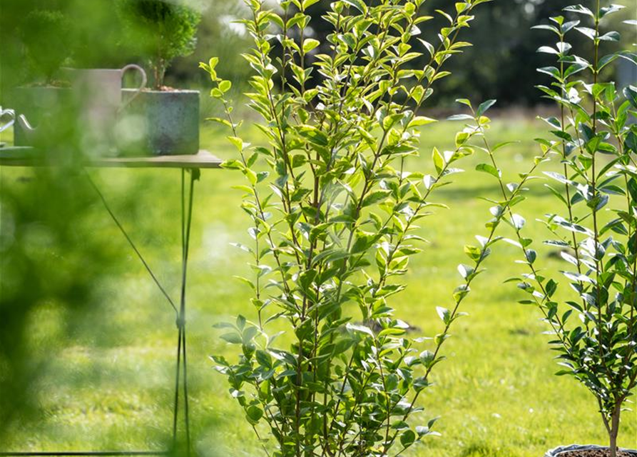 Ligustrum ovalifolium 'Aureum'