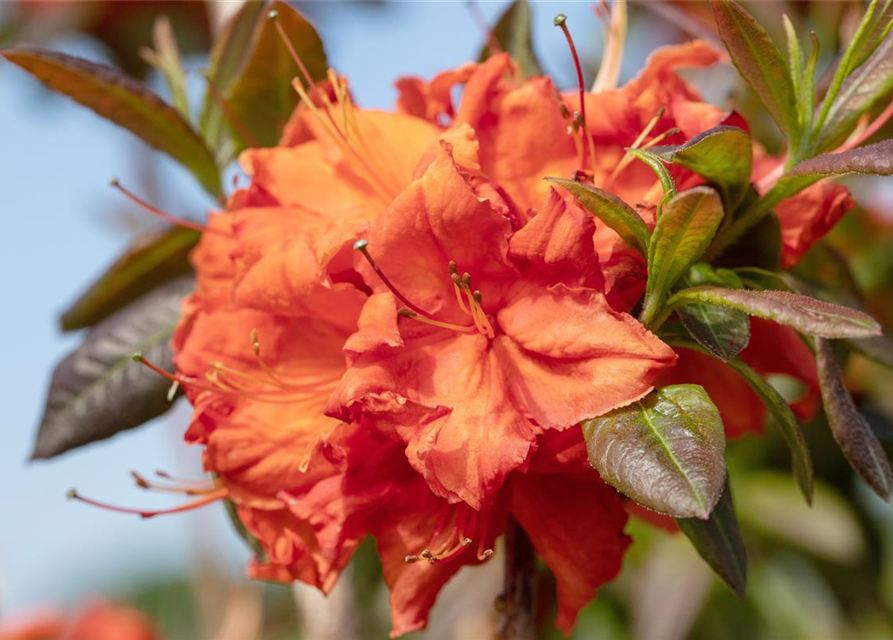 Sommergrüne Azalee 'Fireball'