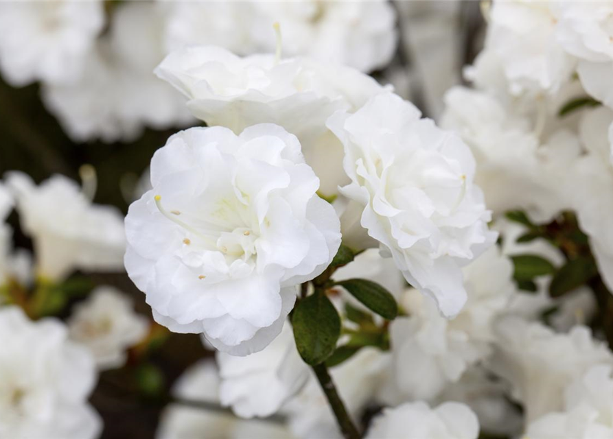 Rhododendron obtusum 'Schneeperle'®