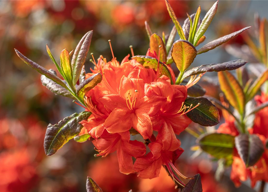 Sommergrüne Azalee 'Fireball'