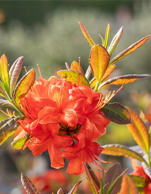 Sommergrüne Azalee 'Fireball'