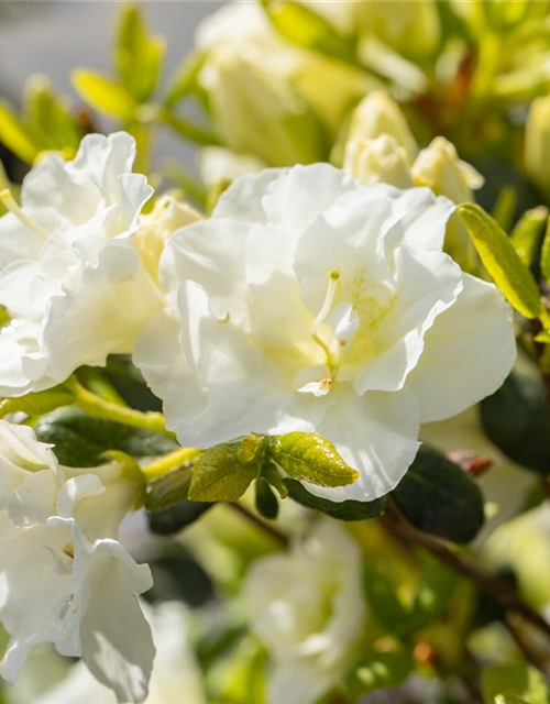 Rhododendron obtusum 'Schneeperle'®