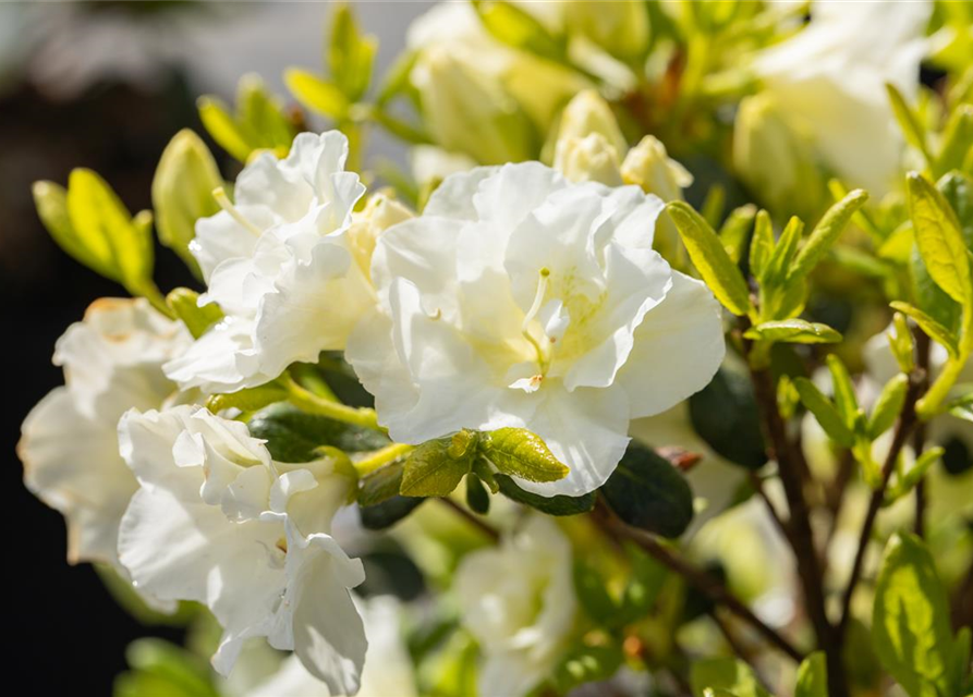 Rhododendron obtusum 'Schneeperle'®