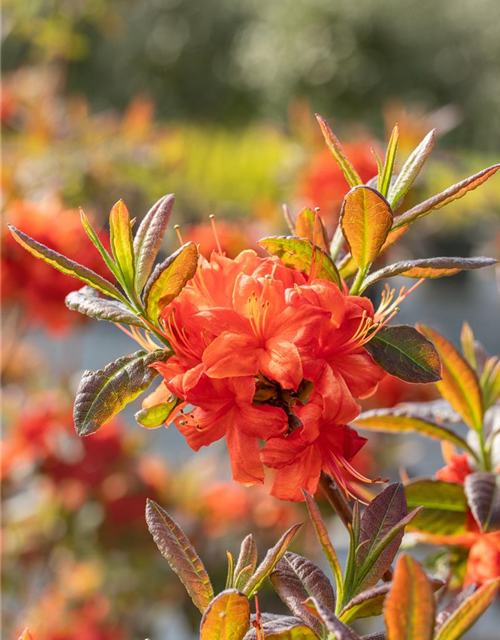 Sommergrüne Azalee 'Fireball'