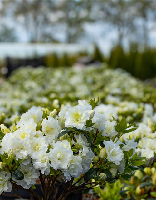 Rhododendron obtusum 'Schneeperle'®