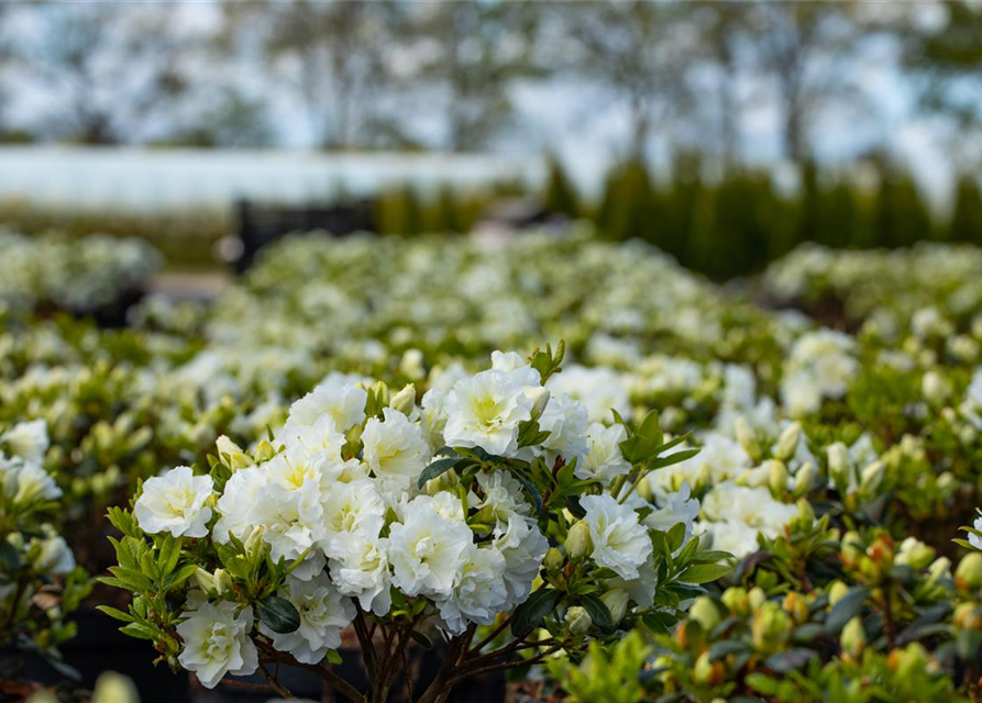 Rhododendron obtusum 'Schneeperle'®