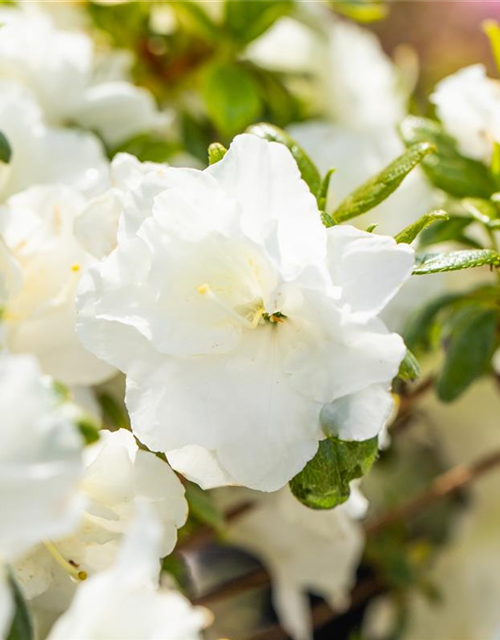 Rhododendron obtusum 'Schneeperle'®