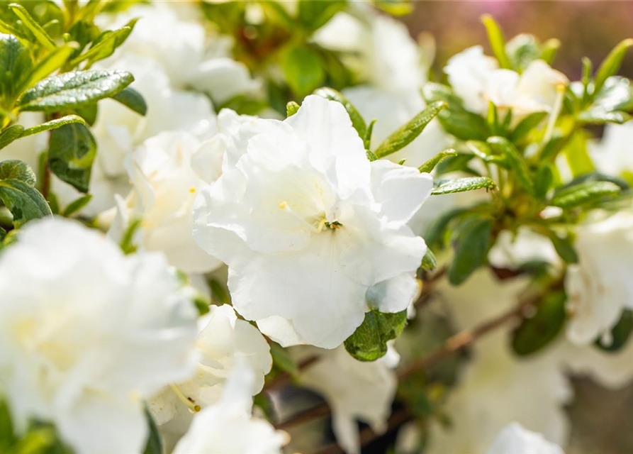 Rhododendron obtusum 'Schneeperle'®