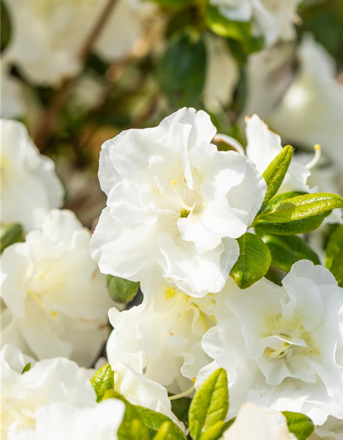 Rhododendron obtusum 'Schneeperle'®