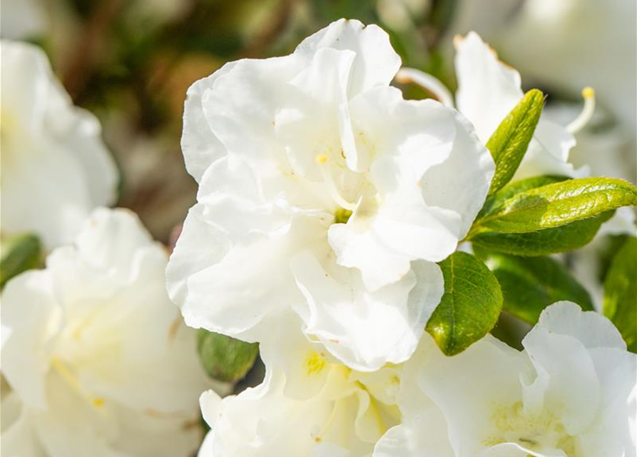 Rhododendron obtusum 'Schneeperle'®