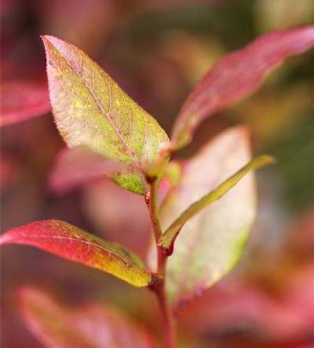 Vaccinium corymbosum 'Bluecrop'