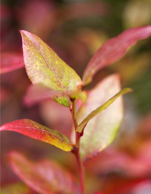 Vaccinium corymbosum 'Bluecrop'