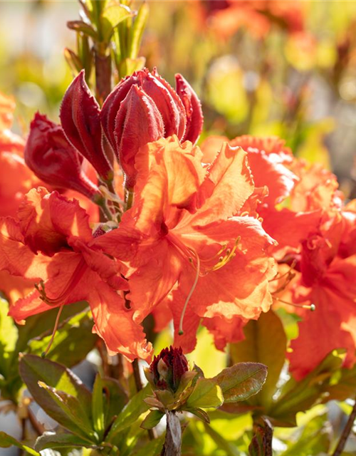 Sommergrüne Azalee 'Gibraltar'