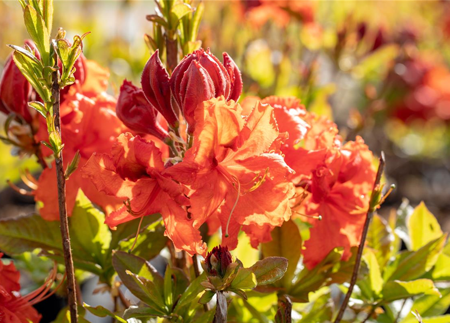 Sommergrüne Azalee 'Gibraltar'