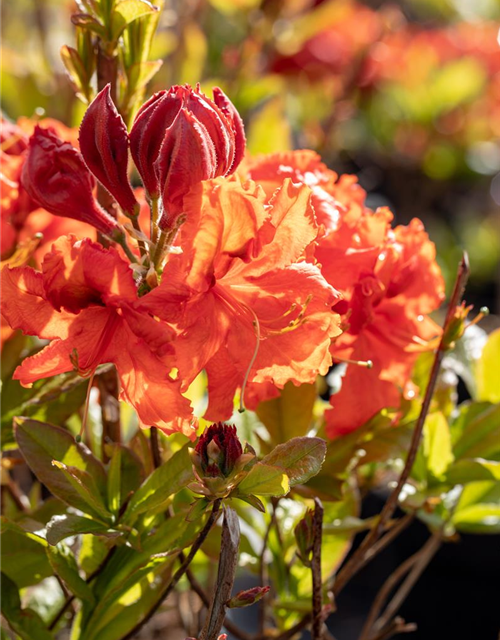 Sommergrüne Azalee 'Gibraltar'