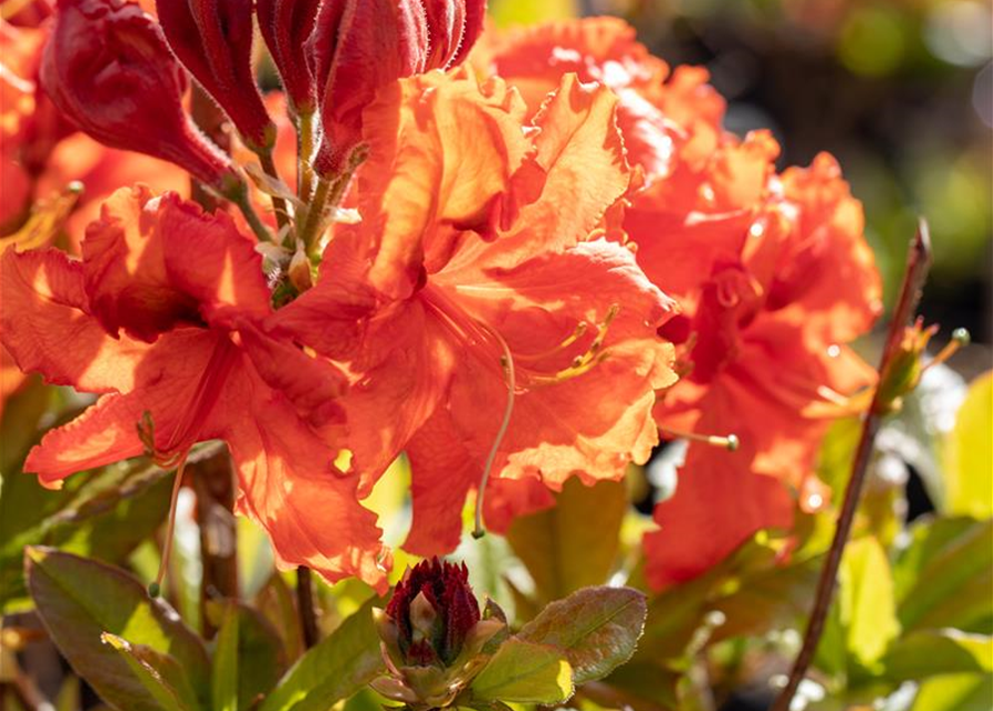 Sommergrüne Azalee 'Gibraltar'