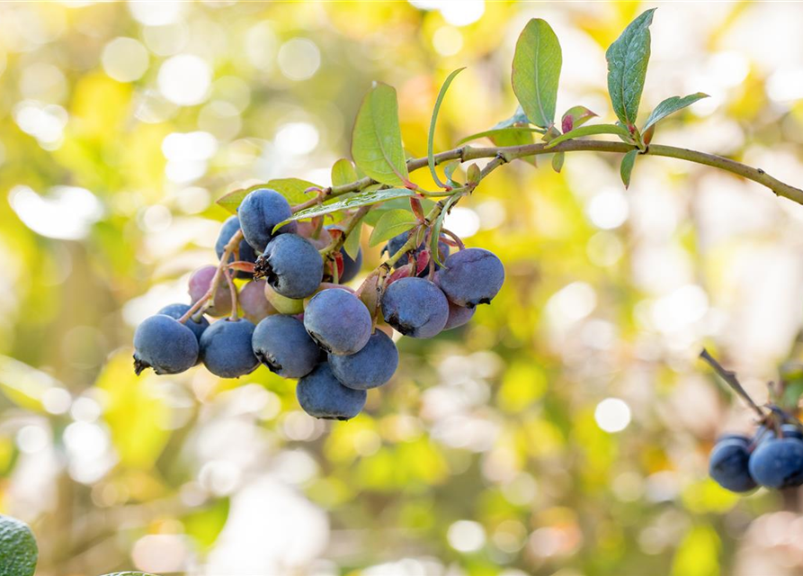 Vaccinium corymbosum 'Bluecrop'