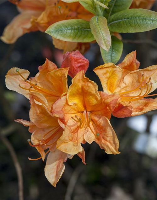 Sommergrüne Azalee 'Glowing Embers'