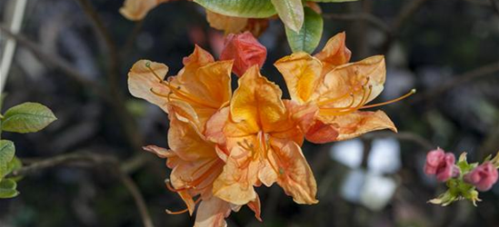 Sommergrüne Azalee 'Glowing Embers'