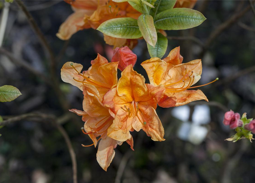 Sommergrüne Azalee 'Glowing Embers'